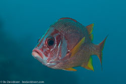 BD-130711-Maldives-0194-Sargocentron-spiniferum-(Forsskål.-1775)-[Sabre-squirrelfish.-Stortaggad-husar].jpg